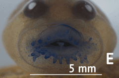 Oral disc of a fossorial tadpole, scale 5 mm