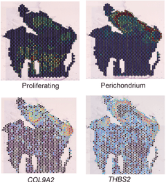 Marker gene expression COL9A2 and THBS2