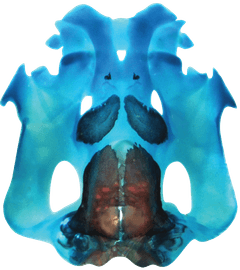 Cleared and double-stained frog skeleton showing pelvic girdle