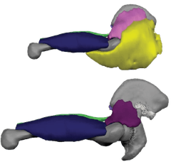 3D segmentation of joint and muscle tissue