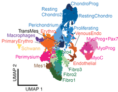 UMAP plot of joint cell populations